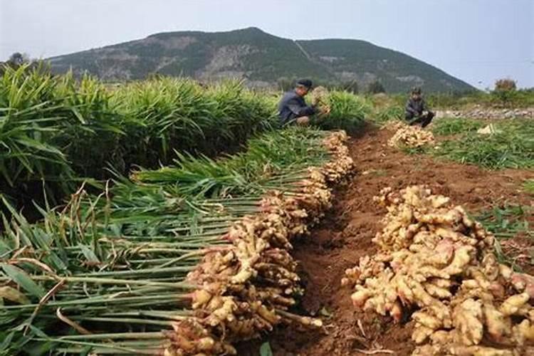 生姜种植时间 生姜养护需要注意什么