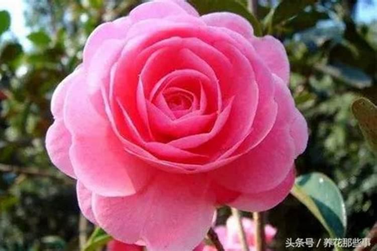 辛硫磷能喷花卉吗