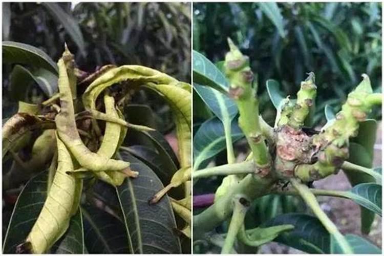 芒果施什么肥