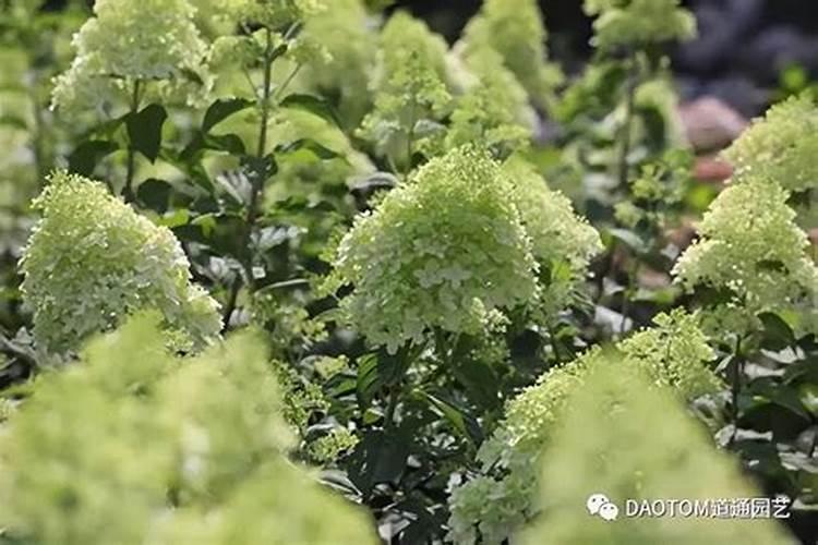 圆锥绣球的养殖方法和注意事项是什么？