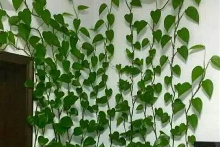 花卉叶面肥多久喷一次