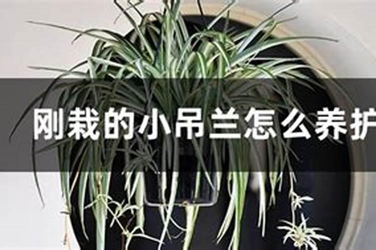 吊兰如何施肥
