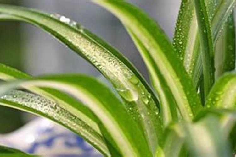 发财树吊兰的根白花花的又多又壮,叶子绿油油,咋养的？