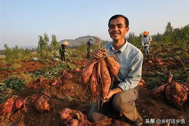 地瓜怎么种植简易方法