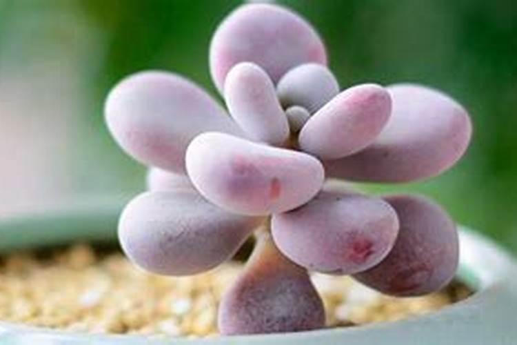 清香玉球根花卉的养护方法？