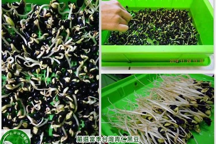 黑豆怎么种植方法