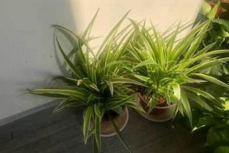 吊兰可以施黄腐酸钾吗