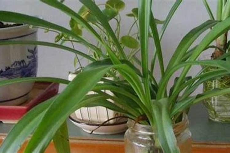 我的草莓是怎么了,芯都烂了？