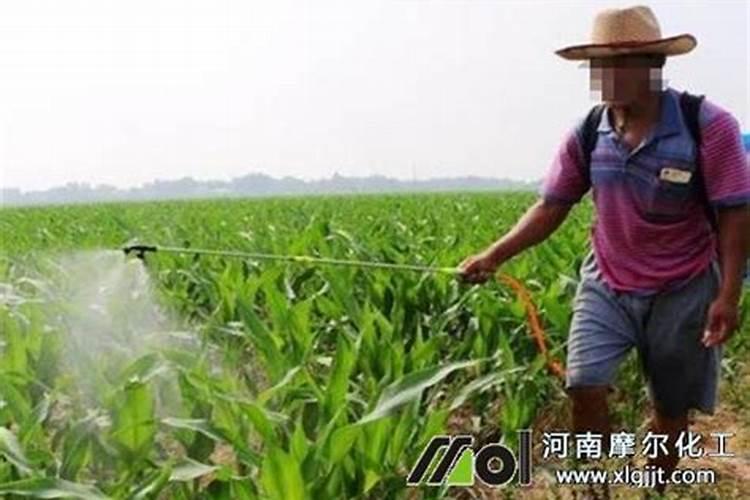 先打除草剂还是先打叶面肥