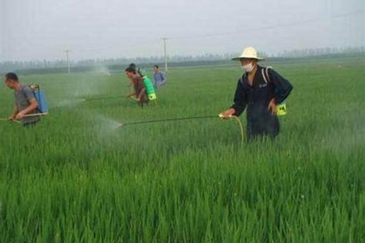 水稻硼肥的作用及使用方法