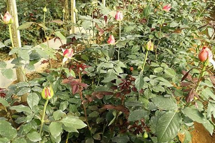什么肥料对兰花发芽生根开花最好