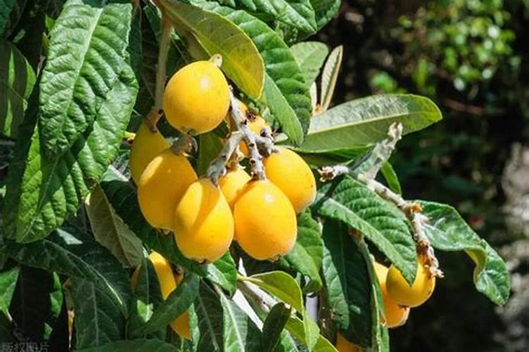 种花盆栽里土要放多少