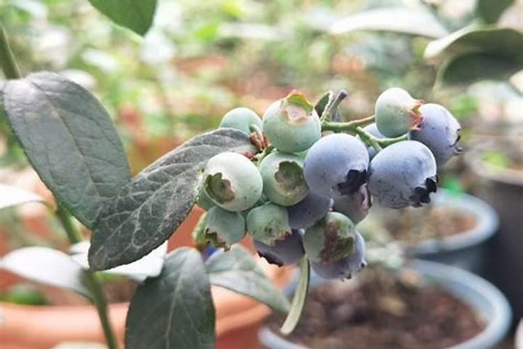 果树春季管理施肥时间节点是什么