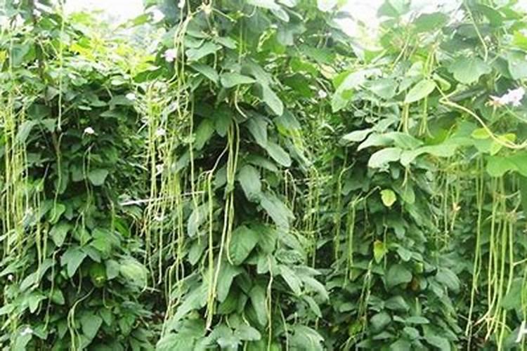 豆角开花期施什么肥