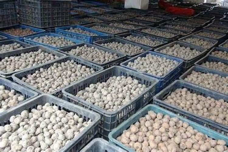 魔芋施肥最佳时间 用什么肥料最好