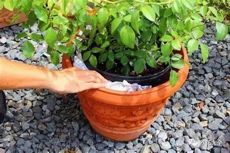 鱼蛋白水溶肥可以浇什么花？