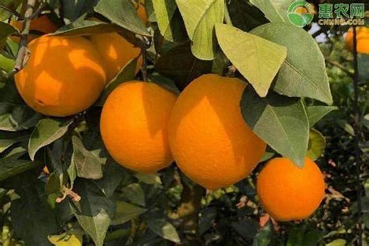 种了三年的脐橙春季用什么肥料好？