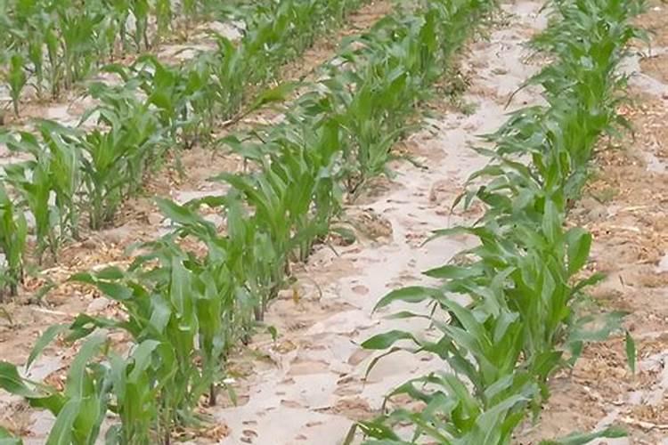 适于种植的牧草品种有哪些？