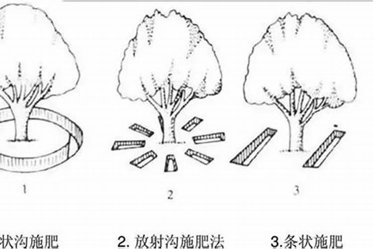 早熟苹果什么时候施钾肥最好？