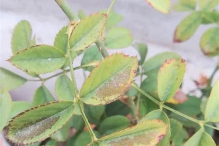 月季花叶子发黑枯萎