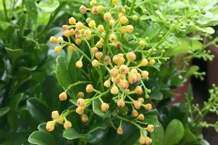 米兰花什么时候施肥