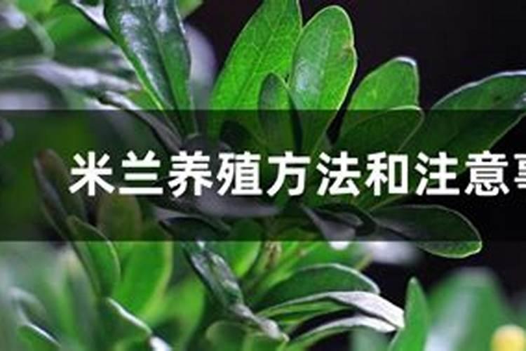 米兰换土后多久施肥