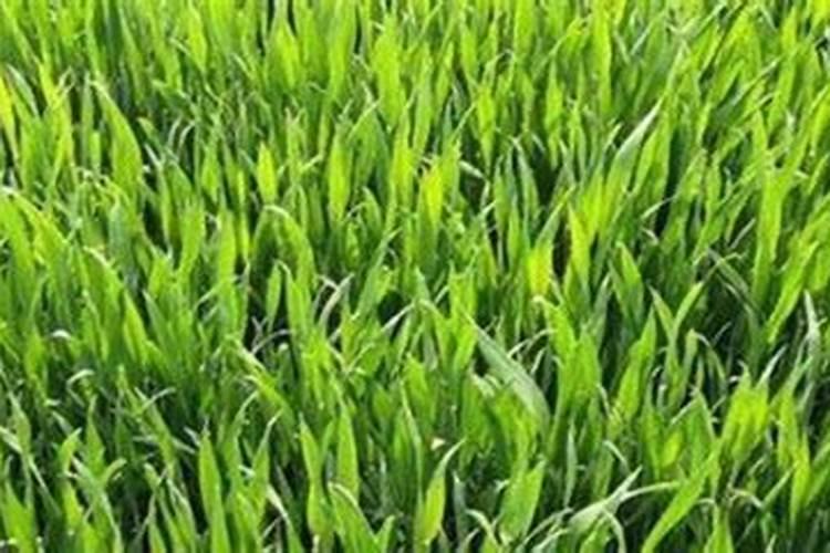 盘县化肥厂合成间合成工是否是特殊工种累计满8年