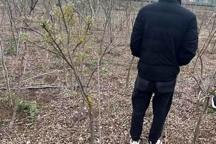 绿宝怎么样才养的好 绿宝如何样才养的好