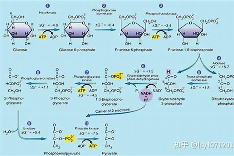 发酵花生枯水肥用糖好还是黄腐酸钾好