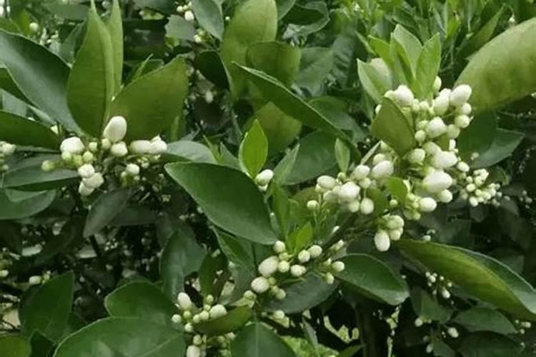 施肥不当会对果树造成什么影响？如何科学地施肥？