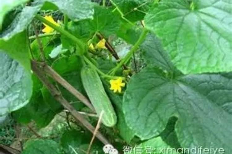 黄瓜生长所需的养分