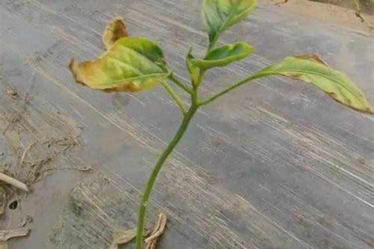 植物缺钾怎么补充？