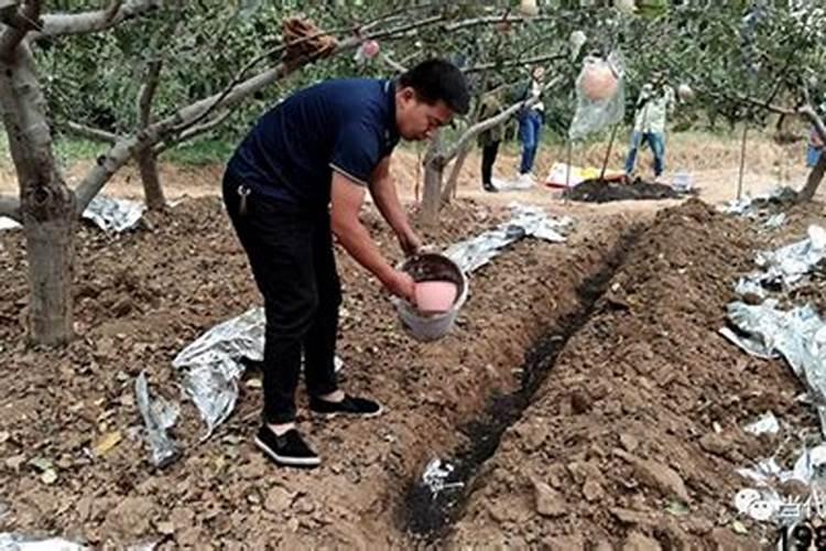 柑橘树施肥开沟和地表施肥那种效果好？