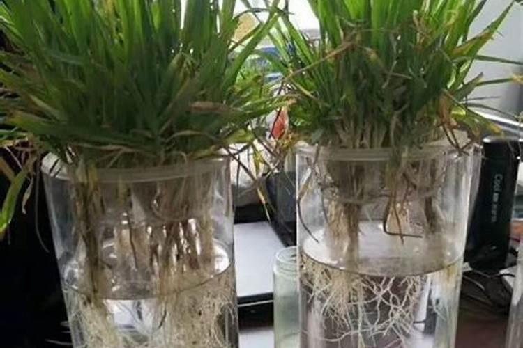 水培小麦需要什么条件种植 小麦种子怎么种水培