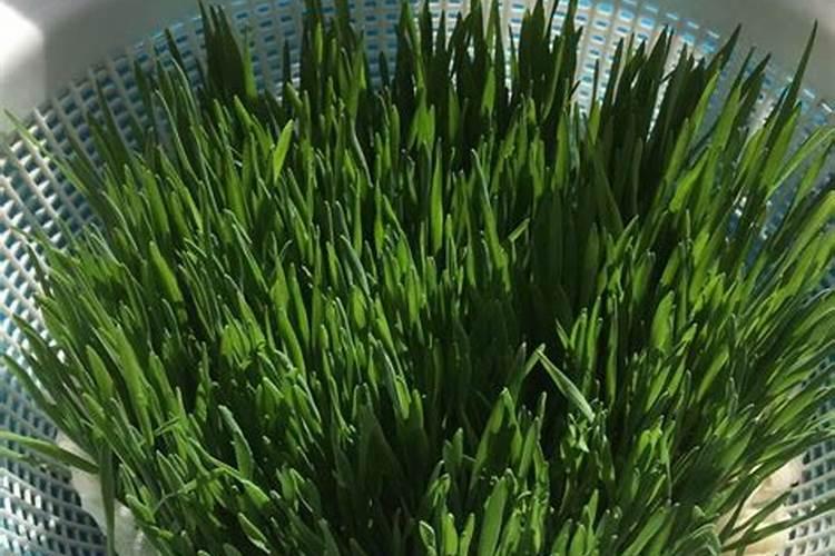 小麦种子怎么种水培 水培小麦需要什么条件种植