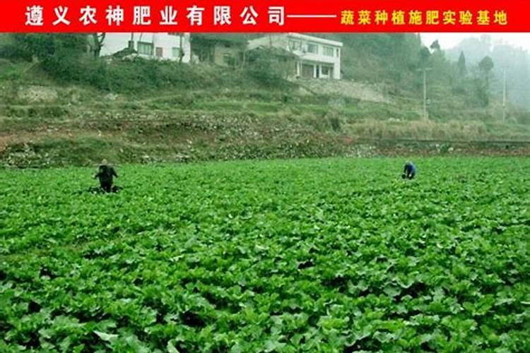 贵州茶叶产地在哪里,贵州哪个地方产茶叶？