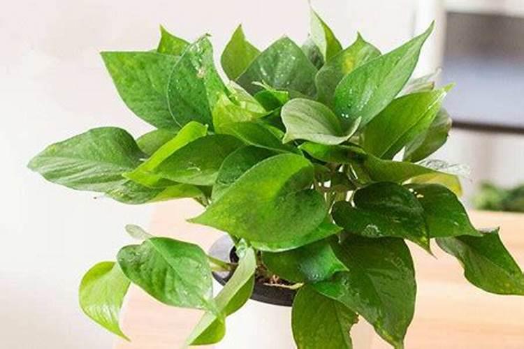 什么蔬菜大量的维生素？