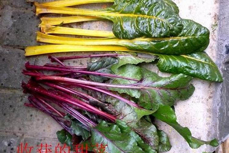 甜菜茬底肥用什么肥好