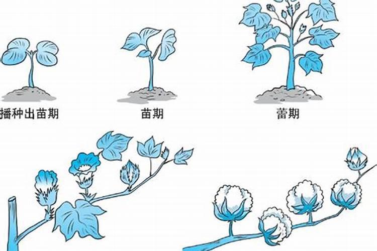 棉花每个生长周期的施肥方案 施肥用一铵还是用二铵