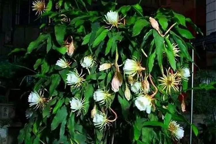 昙花有花苞了用什么肥料最好