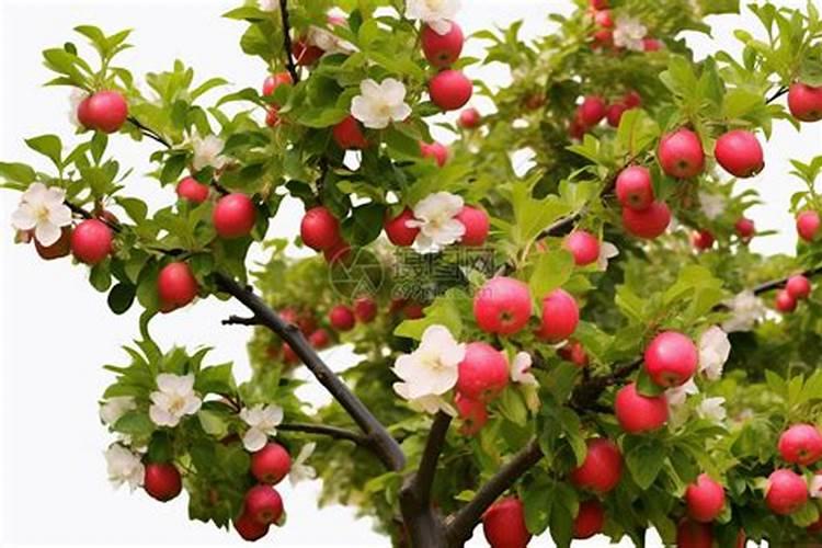 苹果树开花时施什么肥