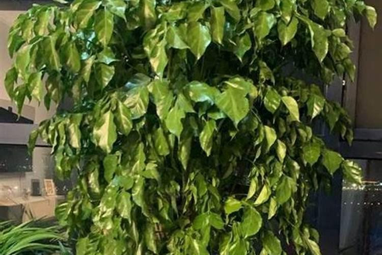 幸福树叶子每天都掉怎么办啊