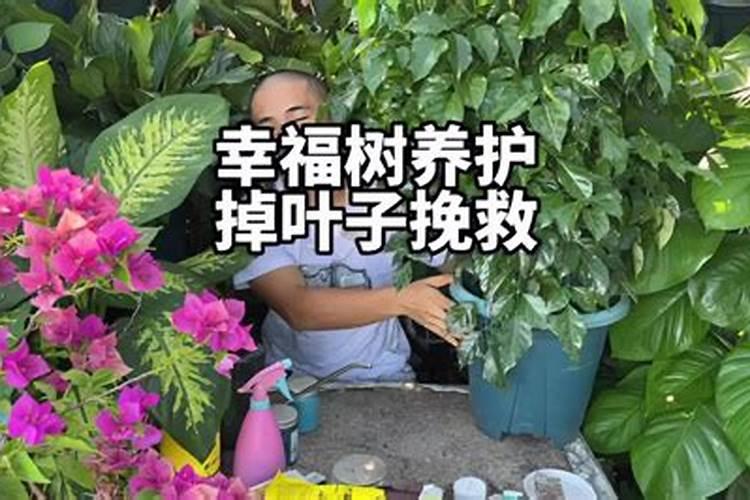 幸福树掉叶子怎么挽救