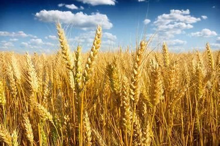 小麦黄叶病怎么治