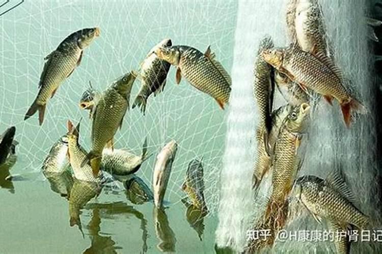 鱼蛋白对农作物的作用
