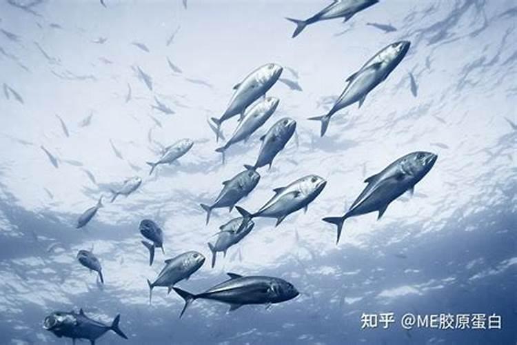 海藻肥和鱼蛋白肥哪个好 海藻肥的优缺点