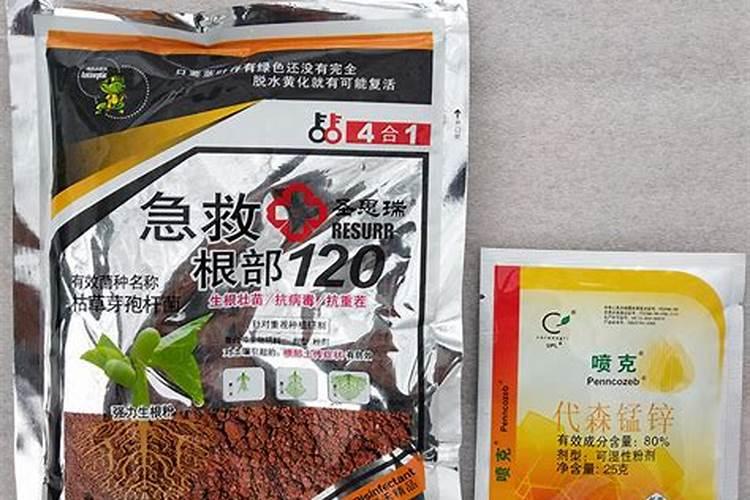 桂花施肥用什么肥料