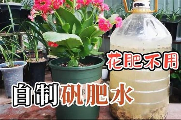 金桔树用什么肥料最好