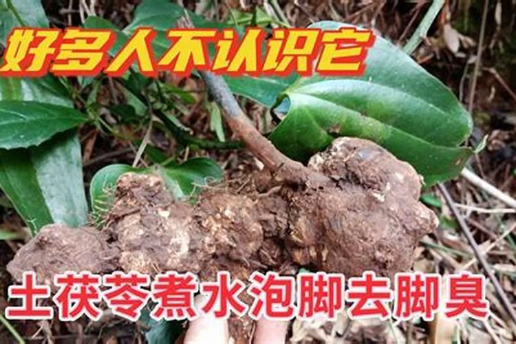 太子参满地草除草松了土有什么后果？