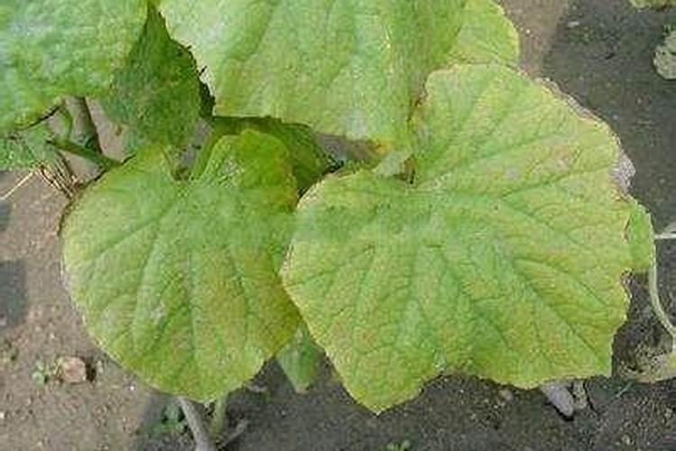 黄瓜大头是缺什么肥